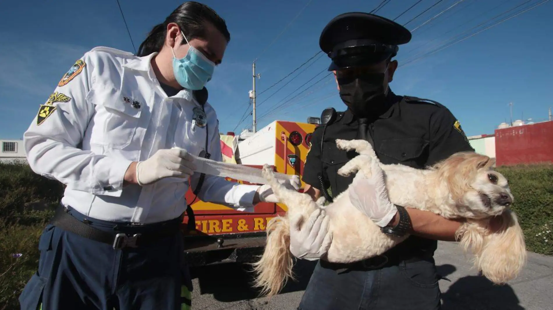 rescate animal URSVA Puebla